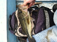 Long Pond Littleton Fishing Report