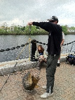 Giant Carp on the Charles in Waltham Fishing Report