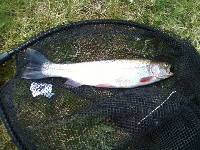First Rainbow Trout