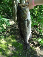 my biggest bass Fishing Report