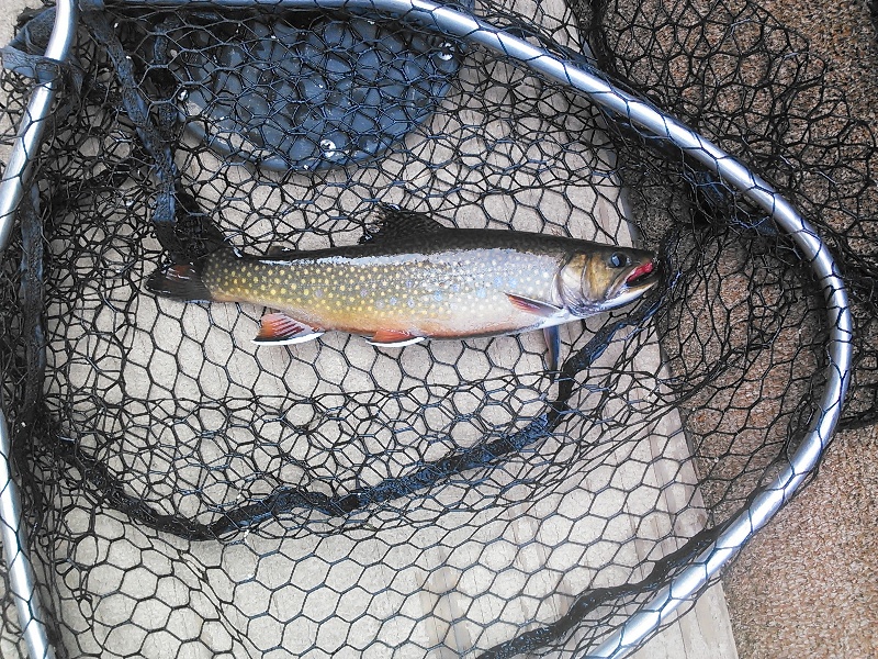  Brook Trout 9/1/15