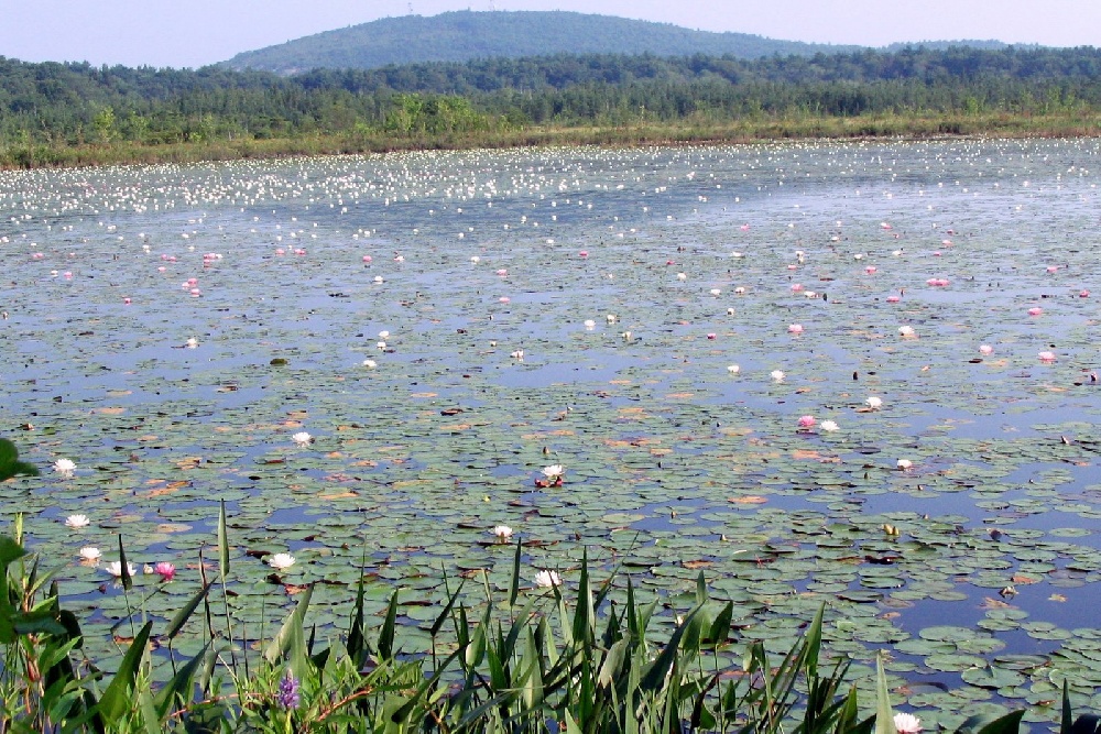 Ponkapoag Pond