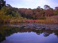 Herring Pond