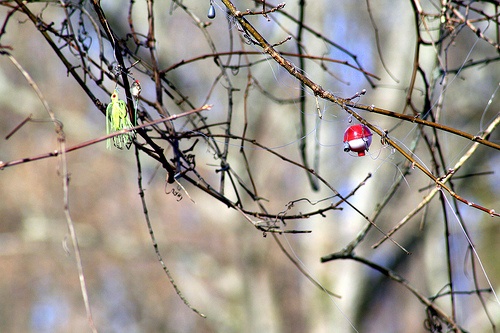 Tree Fish