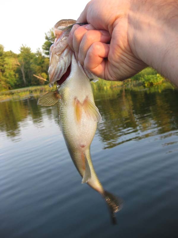 Pepperell fishing photo 1