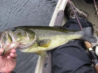 Fall Big Bass Bonanza Fishing Report