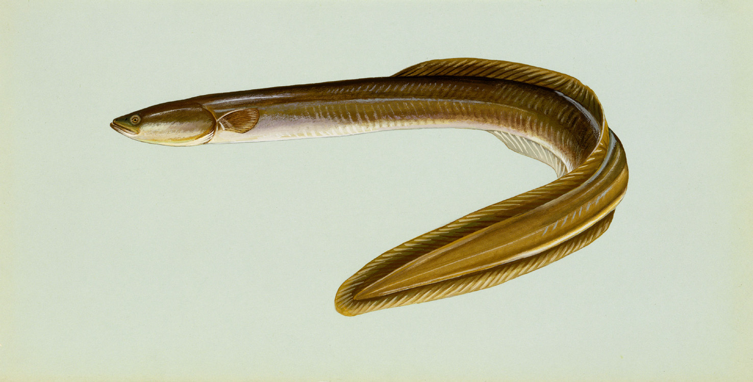 American Eel