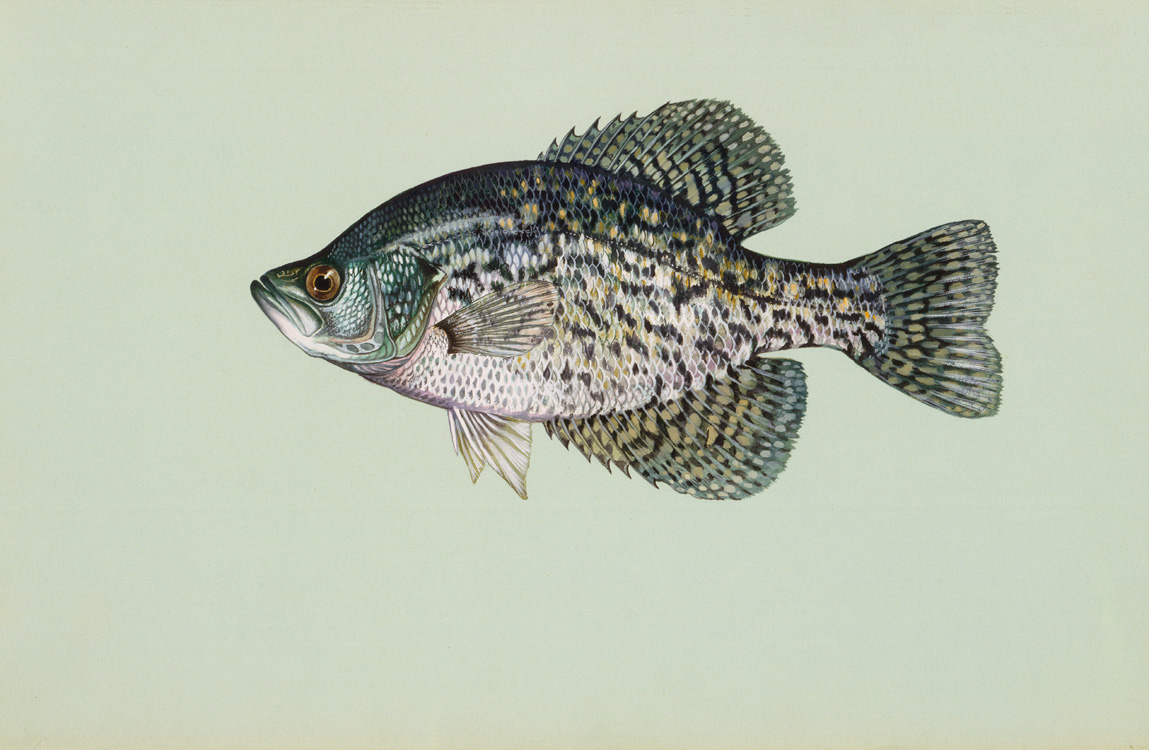 Calico Bass(Black Crappie) Details - MA Fish Finder