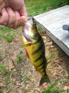 Yellow perch