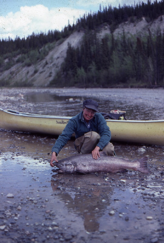 Gulkana King Salmon