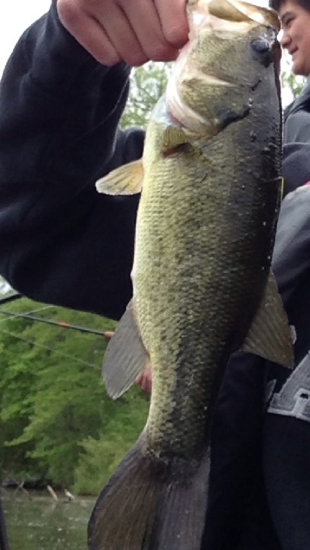 Largemouth bass 7