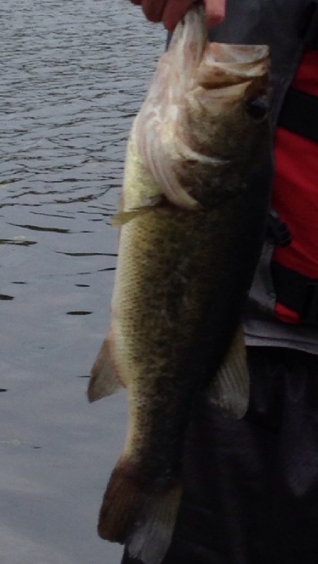 Largemouth bass 8