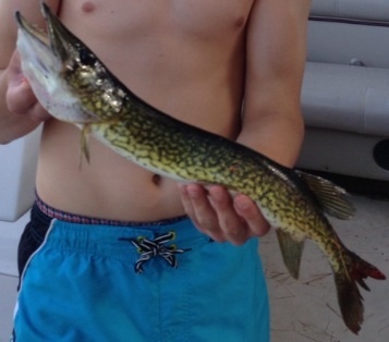 Pickerel