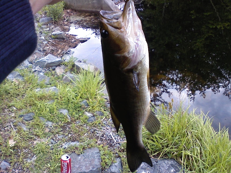 2 pounder