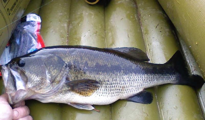 2.5 lbs from the Charles in Norfolk, MA