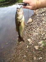 Finally Caught Something at Sudbury River Boat Ramp