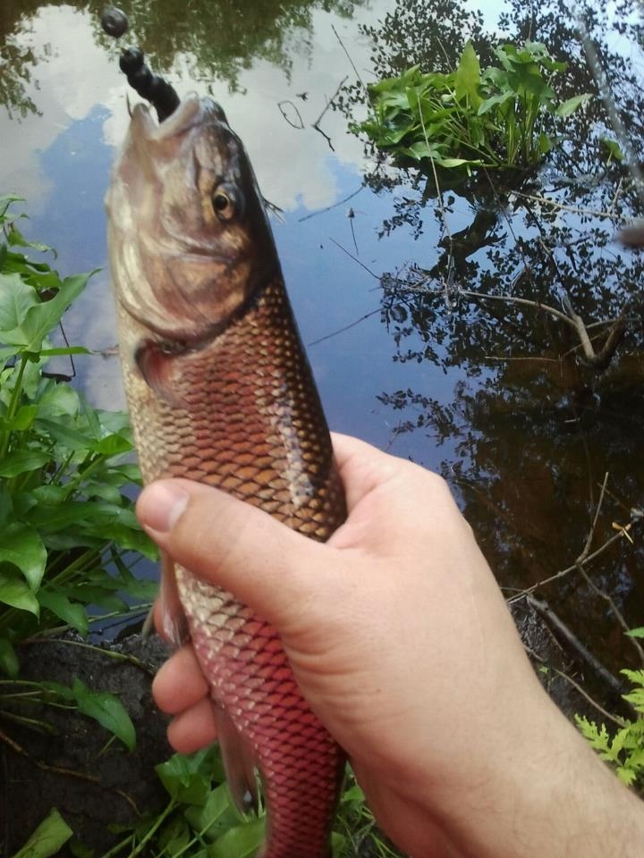 Fallfish near Dracut