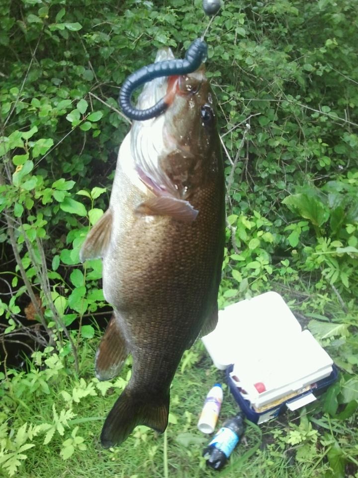 Beaver Brook Smallie near Dracut