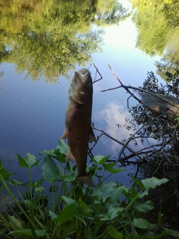 Fallfish everywhere near Dracut