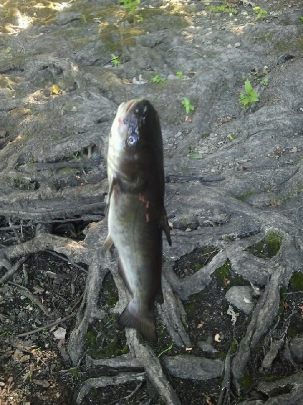 Catfish Concord River