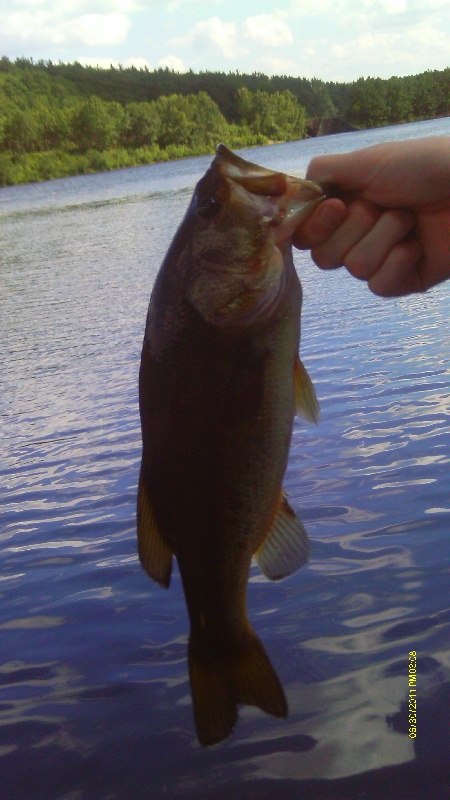 Wachusett Bass