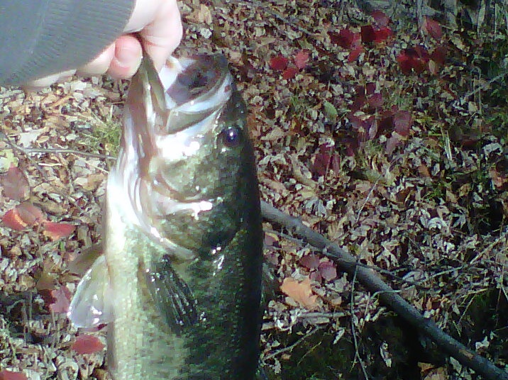 lowermysitc winterbassin