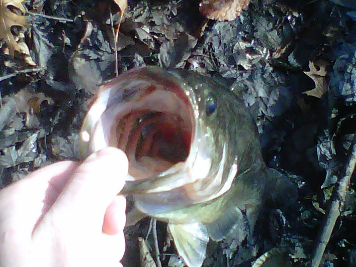 december bassin