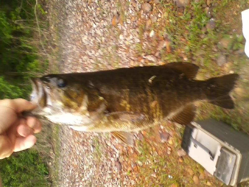 Nice Bass caught at sud res 