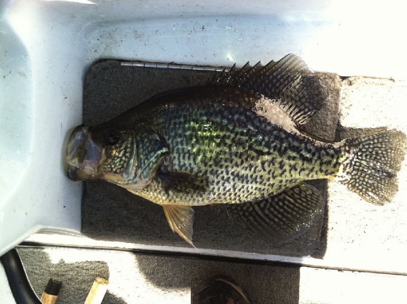 crappie