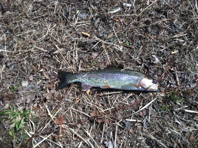 Marshfield Trout