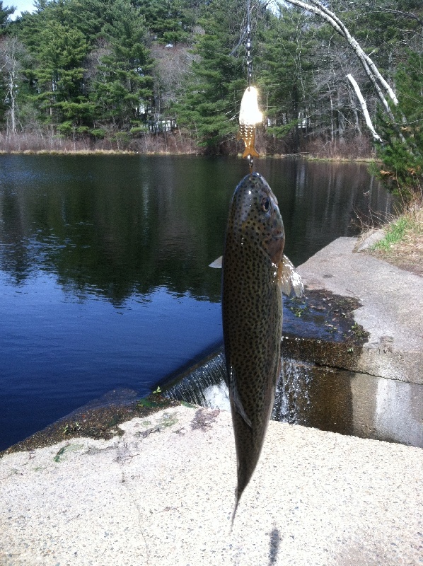 Marshfield Trout