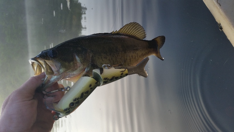 greedy bass on the ms slammer 