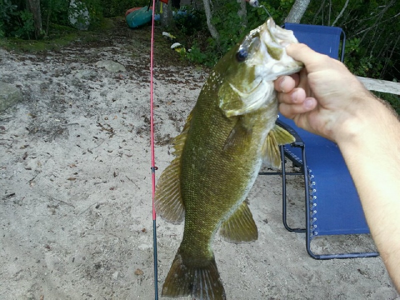 Smallmouth bass