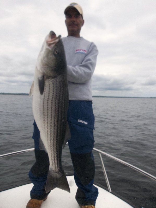 early striper run narragansett bay