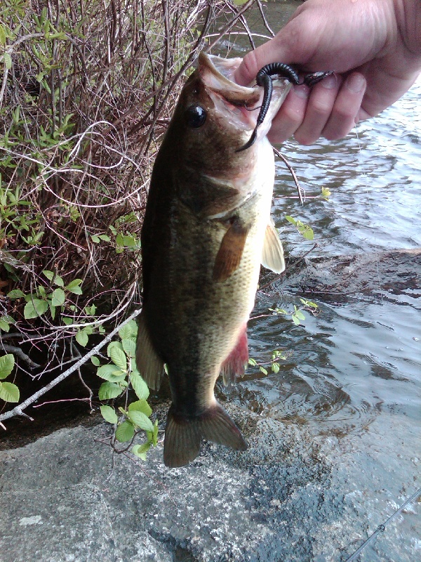 Luch time Bass  near Marlborough