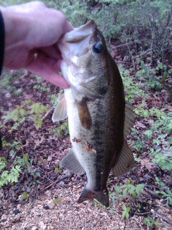 Stump Pond Westboro