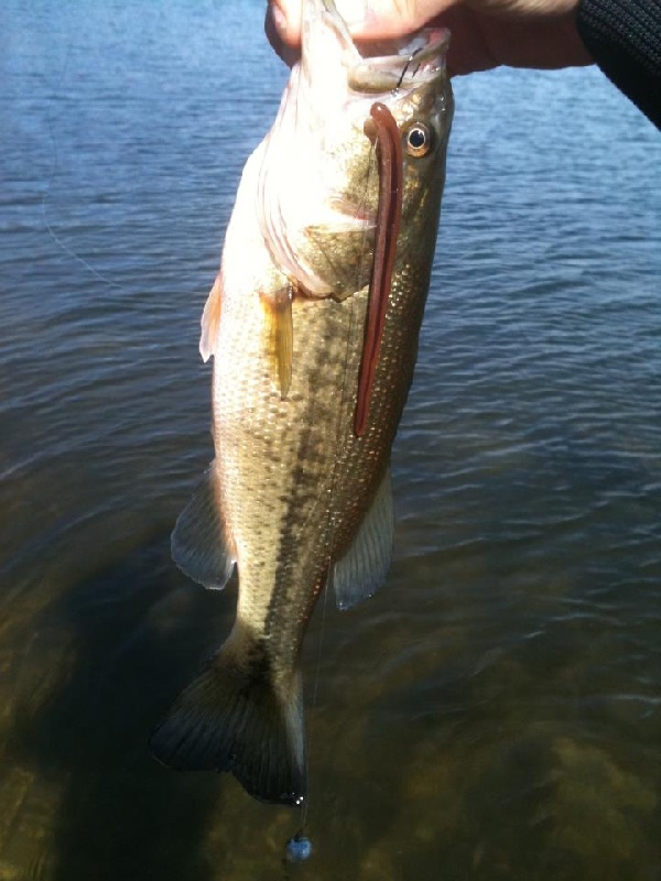 Oak Bluffs fishing photo 3