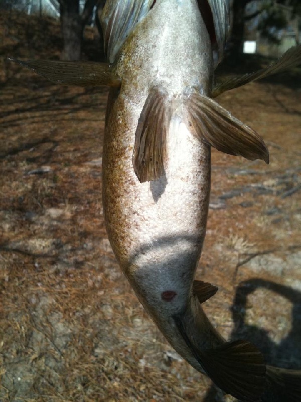 Tisbury fishing photo 4