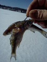 slow morning, hectic afternoon Fishing Report