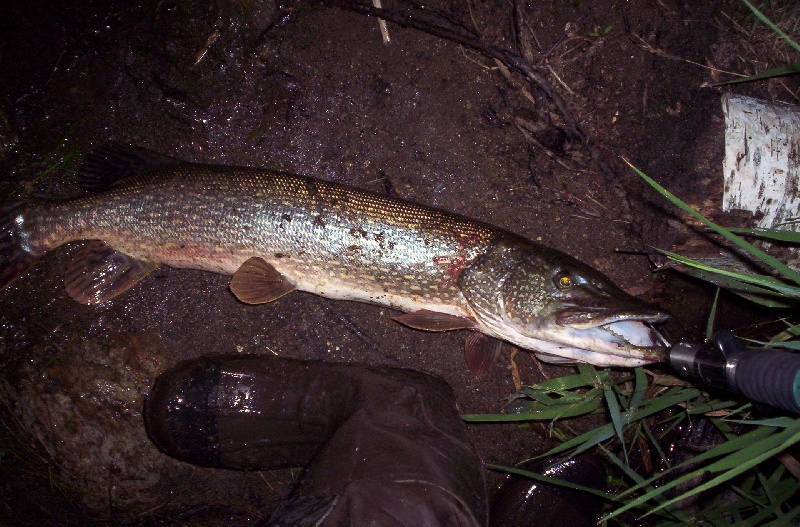 my first pike! near Worcester