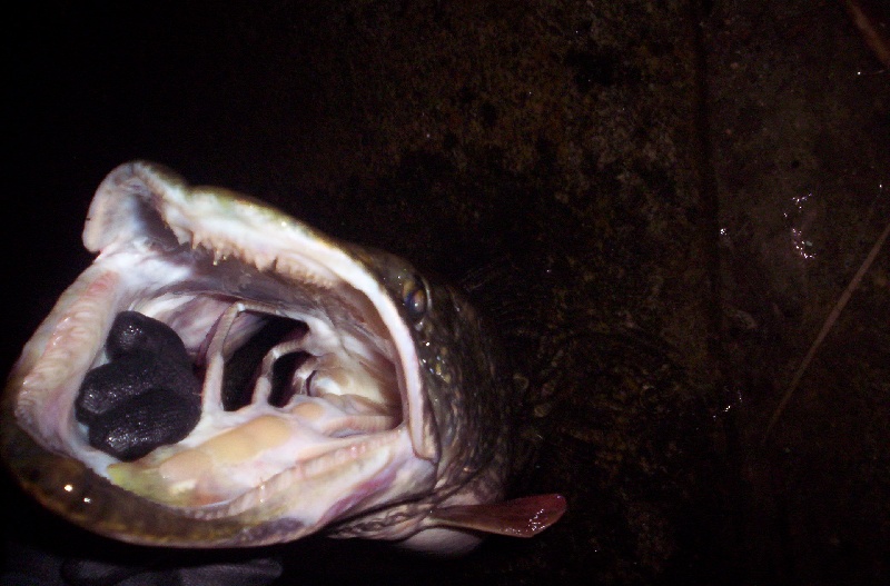 check out those teeth!! near Phillipston