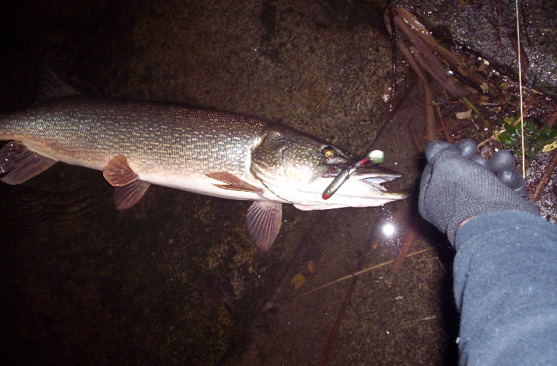 little 4" swimbait on 4/0 hook