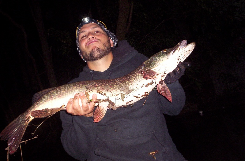 12 lb pike