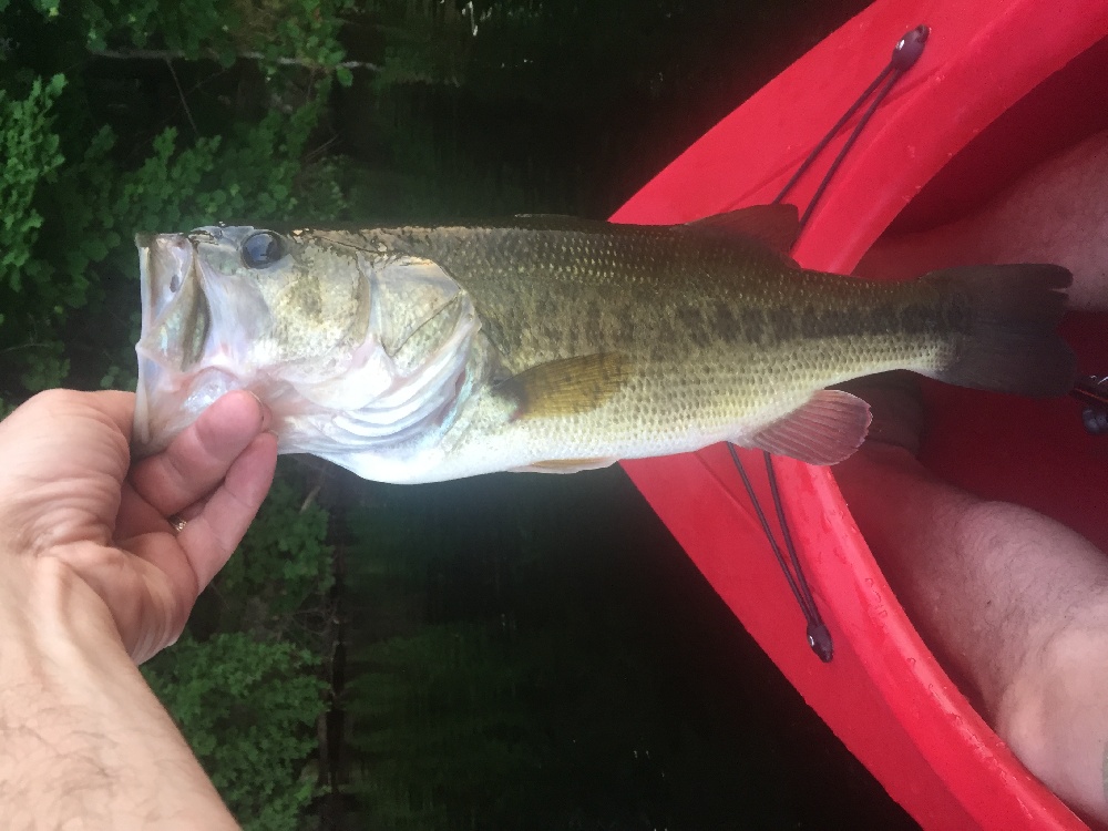 Healthy Bass