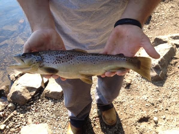 Another Brown near Boston