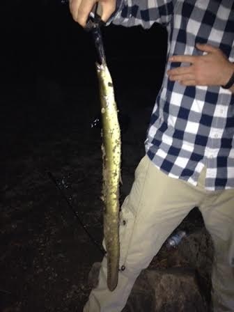 American Eel near Boston