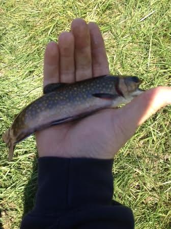 Smaller of the Brook Trout near Boston