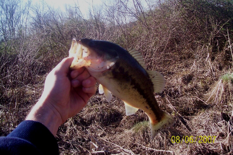 Largemouth near Westhampton