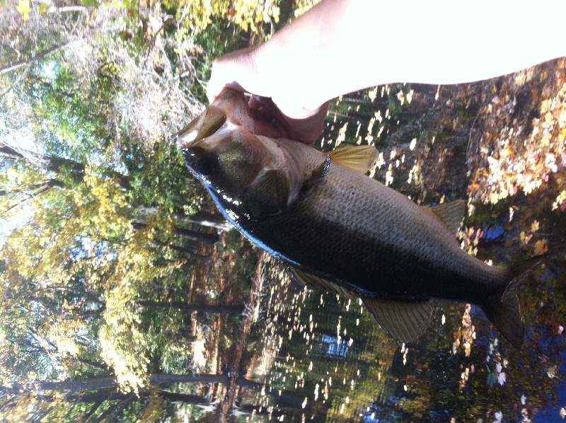 1st bass near long on jig