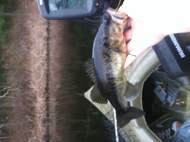 Another Sunday bass near Marshfield